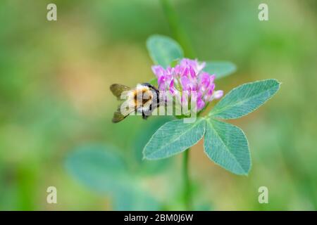 Un primo piano di un'ape su un fiore di trifoglio viola Foto Stock