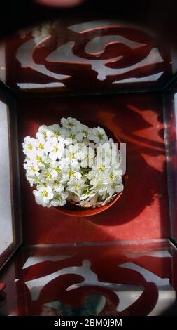 Vista dall'alto di un mazzo di piccoli fiori bianchi raggruppati in un portacandele rosso al tealight, con poca luce del sole e sfumature. Foto Stock