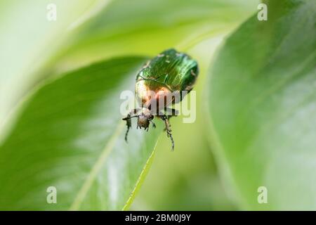 Un primo piano di un coleottero (Cetonia Aurata) su una foglia verde con uno sfondo sfocato Foto Stock