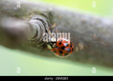 Un primo piano di un ladybug rosso su una foglia verde con uno sfondo sfocato Foto Stock