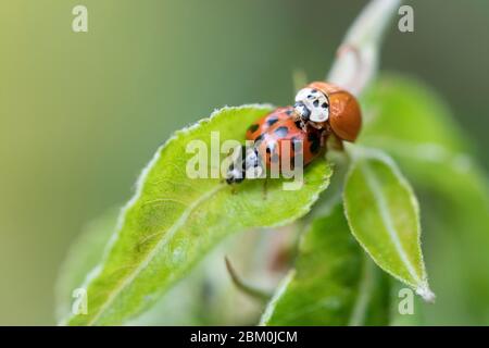 Un primo piano di un ladybug rosso su una foglia verde con uno sfondo sfocato Foto Stock