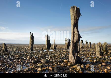 Bassa marea esposti resti di strutture in legno a West Beach Whitstable, Kent Foto Stock