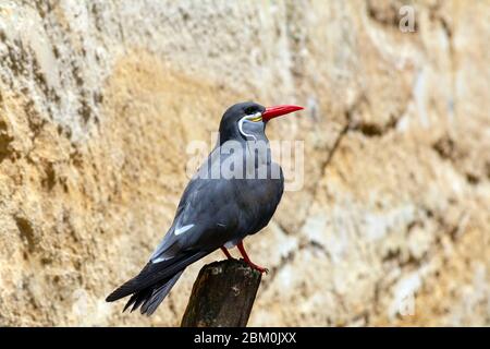 Inca terna con nome scientifico di Larosterna Inca arroccato su un ramo di albero contro uno sfondo di roccia sfocata Foto Stock