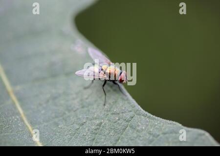 Una mosca dorata in piedi su una foglia di fichi Foto Stock