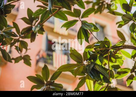 Luce del sole attraverso il ramo di albero con bandiera catalana su sfondo balcone di architettura di Barcellona Foto Stock