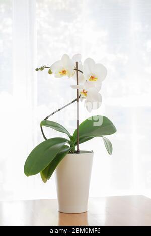 Foto chiave alta di un orchidea bianca in un vaso bianco Foto Stock
