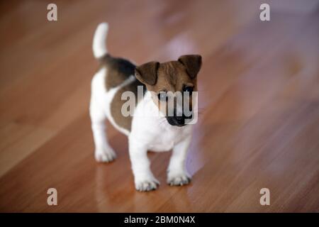 Piccolo dolce jack rusell terrier cucciolo in piedi sul pavimento in parquet Foto Stock
