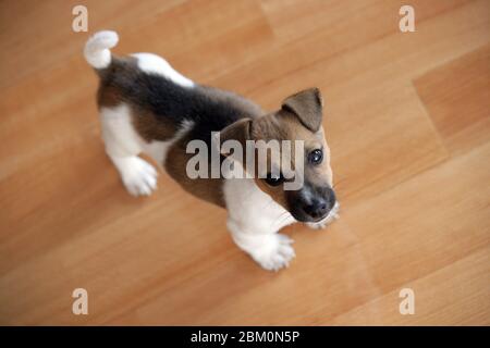 Piccolo dolce jack rusell terrier cucciolo in piedi sul pavimento in parquet Foto Stock