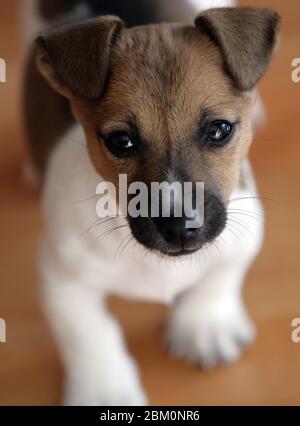 Ritratto di un piccolo dolce jack rusell terrore cucciolo in piedi sul pavimento in parquet Foto Stock