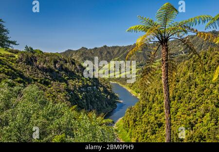 L'albero nero si estende sul canyon del fiume Whanganui, a sud di Pipiriki, nella regione di Manawatu-Wanganui, nell'Isola del Nord, Nuova Zelanda Foto Stock