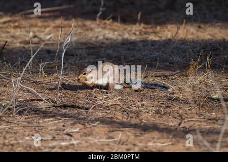 Scoiattolo macinato non rigato (Xerus rutilus), foraggio per adulti per il cibo. Fotografato nella Riserva Nazionale di Samburu, Kenya Foto Stock