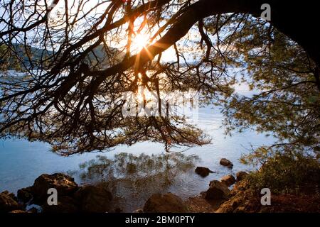 Tramonto d'oro sul mare attraverso silhouette di rami di pini Foto Stock