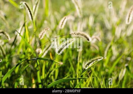 Prato con erba alta, un prato con grano Foto Stock