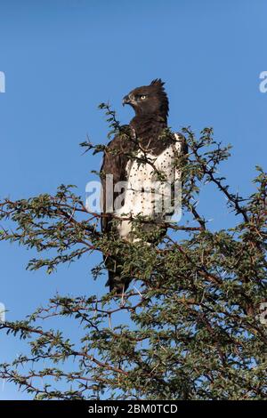 Aquila marziale (Polemaetus bellicosus) in volo, Kgalagadi Transfertier Park, Sudafrica Foto Stock