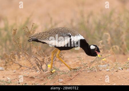 Korhaan nero settentrionale (Afrotis afraoides) mangiare fiore spina del diavolo, Kgalagadi Transfertier parco, Sudafrica Foto Stock