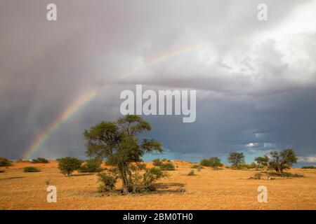 Rainbow Over Kgalagadi Transfertier Park, Capo del Nord, Sud Africa, Foto Stock