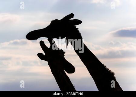 Giraffe (Giraffa camelopardalis) maschi, Kgalagadi Transfertier parco, Sudafrica Foto Stock