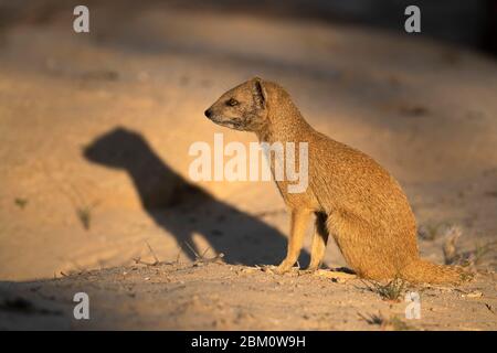Mongoose gialla (Cynictis penicillata), Kgalagadi Transfertier Park, Sudafrica Foto Stock