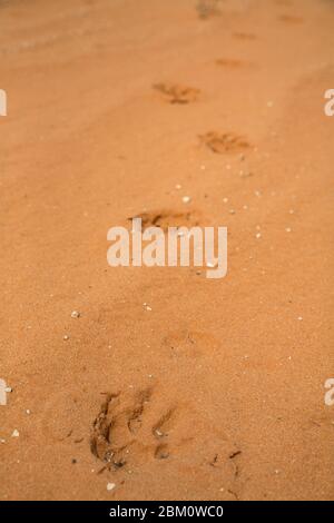 Tracce di iena (Crocuta croccuta) macchiate nella sabbia, Kgalagadi Transfertier Park, Sudafrica Foto Stock