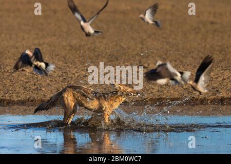 Jackal Blackbacked (Canis mesomelas) inseguire le colombe delle tartarughe di Capo (Streptopilia capicola), Kgalagadi Transfertier Park, Sudafrica Foto Stock