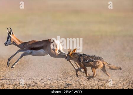 Jackal Blackbacked (Canis mesomelas) che insegue springbok (Antidorcas marsupialis), Kgalagadi Transfertier Park, Sudafrica Foto Stock