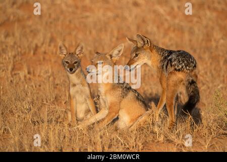 Jackal Blackbacked (Canis mesomelas) con il giovane, Kgalagadi Transfertier Park, Sudafrica Foto Stock