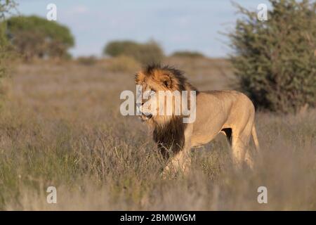 Leone (Panthera leo), Parco transfontier Kgalagadi, Sudafrica Foto Stock