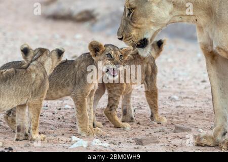 Leonessa (Panthera leo) con i cuccioli, Kgalagadi Transfertier parco, Sudafrica Foto Stock
