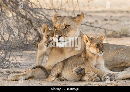 Leonessa (Panthera leo) con i cuccioli, Kgalagadi Transfertier parco, Sudafrica Foto Stock