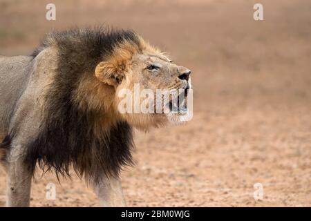 Leone (Panthera leo) ruggito, Kgalagadi Transfertier Park, Sudafrica, Foto Stock