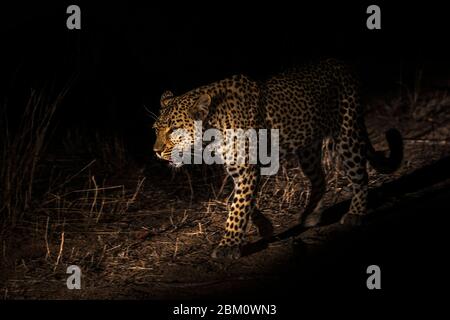 Leopardo (Panthera pardus), pianure degli Elefanti, Riserva di sabbia di Sabi, Sudafrica Foto Stock