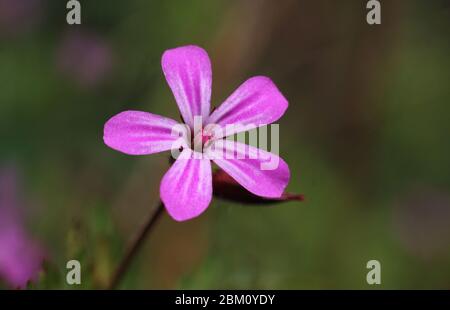 Immagine macro di un singolo piccolo fiore rosa selvatico di Geranium robertianum. Conosciuto anche come Herb-Robert, Storksbill, o Roberts geranio, in un naturale all'aperto Foto Stock