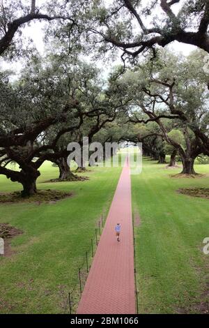 Antiche querce a Oak Alley Plantation, Vacherie, Louisiana, Stati Uniti d'America Foto Stock