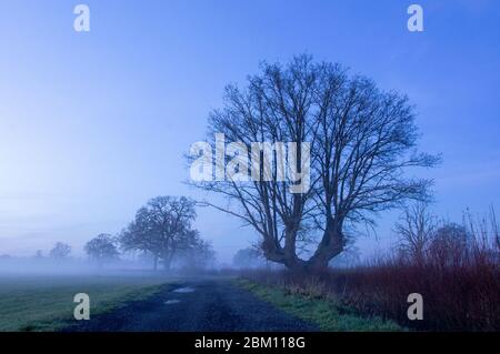 Una traccia accanto a un campo. Subito dopo il tramonto, come nebbia copre un campo nella campagna inglese. Upton Upon Severn, Worcestershire, Regno Unito Foto Stock