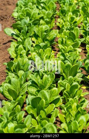 Spinaci di senape giapponesi (Brassica rapa var. Perviridis), città di Isehara, Prefettura di Kanagawa, Giappone Foto Stock