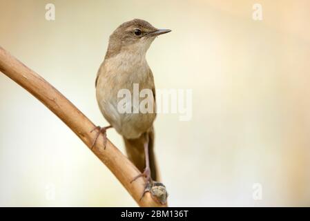 Savi Warbler seduto su un bastone su uno sfondo bellissimo. Foto Stock