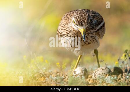Il riccio in pietra eurasiatica, Burhinus oedicnemus, in habitat naturale. Foto Stock