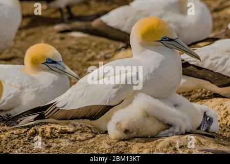 Gannets prendersi cura della loro prole Foto Stock