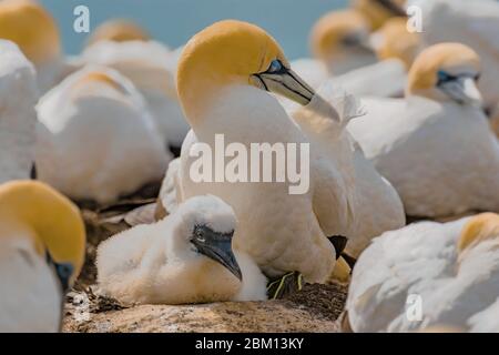 Gannets prendersi cura della loro prole Foto Stock