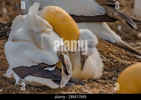 Gannets prendersi cura della loro prole Foto Stock