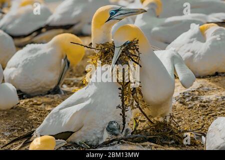 Gannets prendersi cura della loro prole Foto Stock