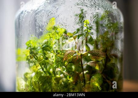 Piante in bottiglia di vetro chiusa. Vaso di terrario piccolo ecosistema. L'umidità si condensa all'interno del vetro. Il processo di fotosintesi. Goccioline Foto Stock
