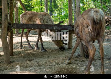 Un paio di giovani renne che mangiano nello zoo locale. Foto Stock