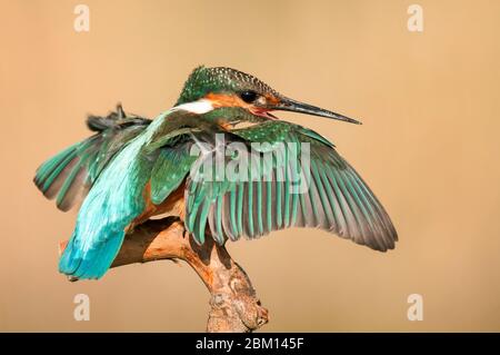 Kingfisher comune (Alcedo Atthis) si siede su uno sfondo bellissimo, con ali aperte. Foto Stock