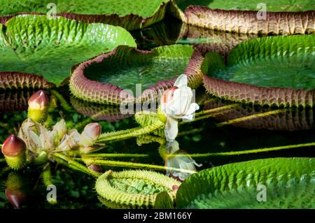 Fiore di giganti acqua gigli, Victoria regia Lindley, Victoria amazonica Sowerby Foto Stock