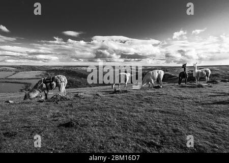 Lama (lama glama) che pascolano sul Dartmoor, nel Devon del sud del Regno Unito. Ottobre 2019 Foto Stock