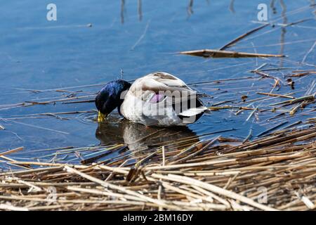 Mallarda maschile o drake (Anas platyrhynchos) alla ricerca di cibo con becco sotto l'acqua Foto Stock