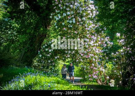 Swansea, Galles, Regno Unito. 6 Maggio 2020 UK Meteo: Una coppia godersi una passeggiata attraverso i bei Clyne Gardens a Mumbles, Swansea che sono in piena fioritura in una bella giornata di sole in Galles. Credito : Robert Melen/Alamy Live News Foto Stock