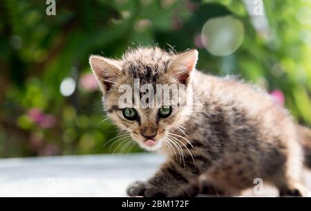 il gatto del whisker ha concetto di istinto di corsa del predatore. In piedi sulla cima di montagna sfondo verde Foto Stock