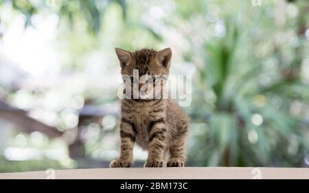 potrait del gatto del gattino neonato sul palco e sullo sfondo della furia Foto Stock